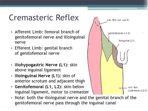 testicular torsion test kryptoco|cremasteric reflex testicular torsion.